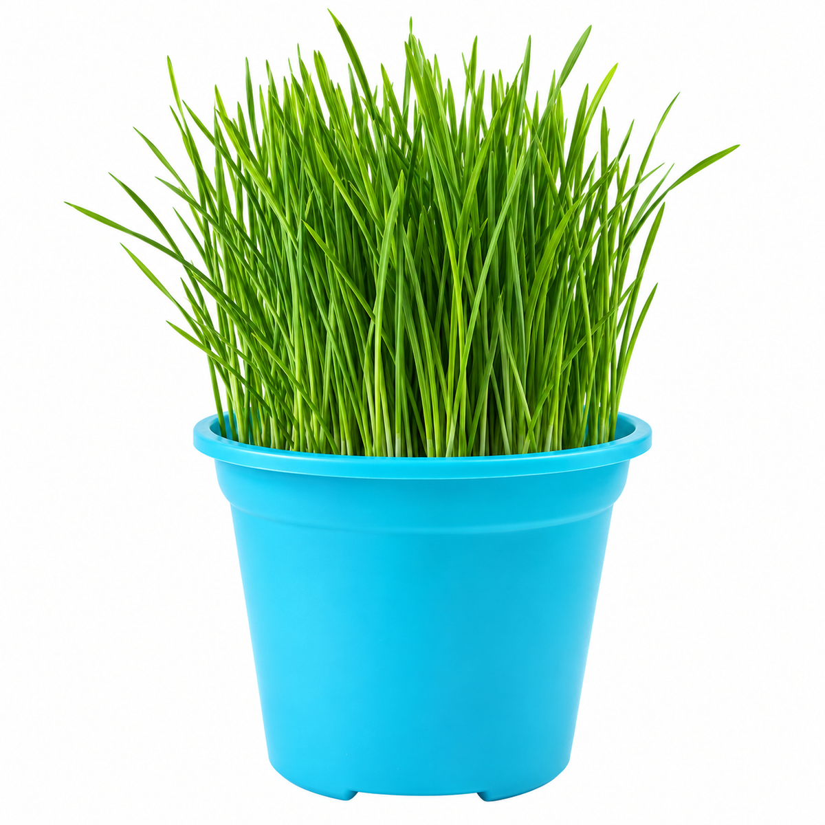 Planta Hierba Gatera